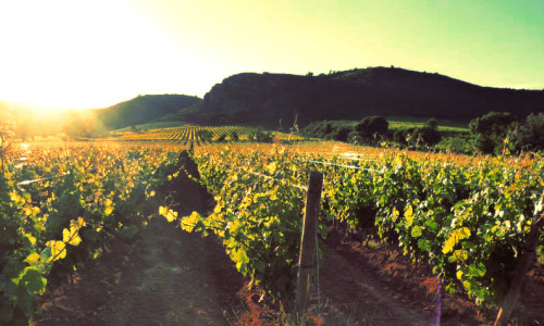 Château Ollieux Romanis