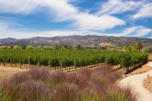 Black Stallion Estate Winery_Vineyards